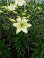 [5066 Ercolano No02.JPG]